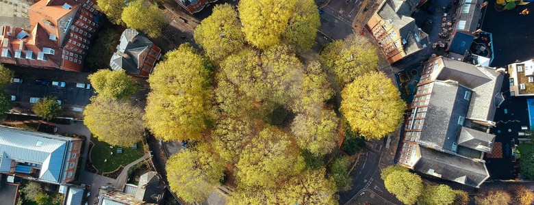 Aerial view of trees in the centre of a UK roundabout