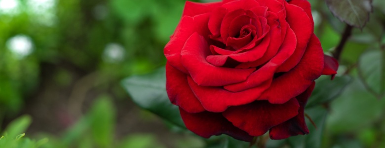 A single red rose
